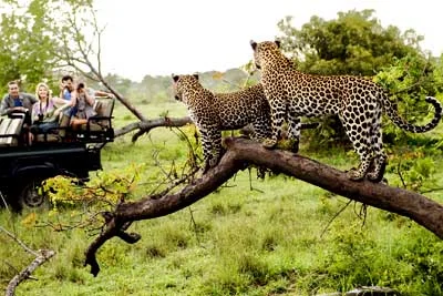 Kruger safari en Sudáfrica con Ciudad del Cabo